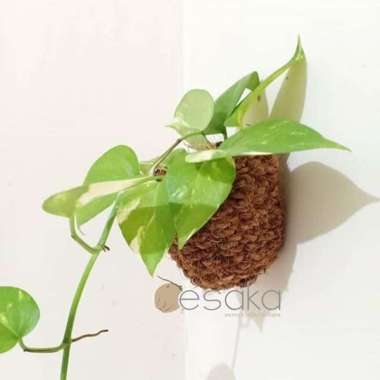 pot tempel dinding sabut kelapa unik