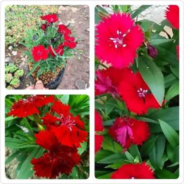 Promo COD !!! Tanaman hias bunga anyelir