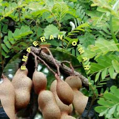 Bibit Tanaman Asem Jawa Cocok Untuk Bahan Bonsai Murah