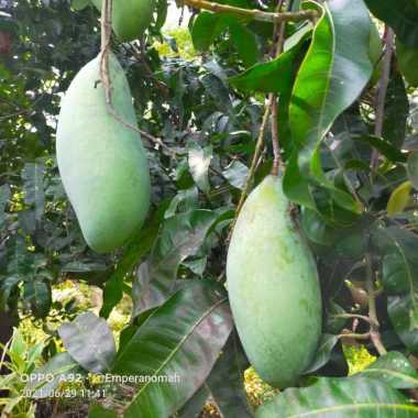 Bibit Buah Mangga Mahathir Okulasi