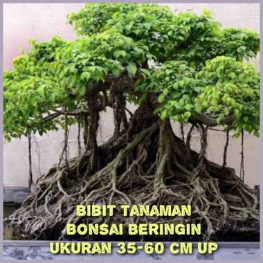 Bibit Tanaman Bonsai Beringin