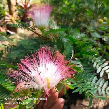 Bibit Tanaman Hias Kaliandra Suriname