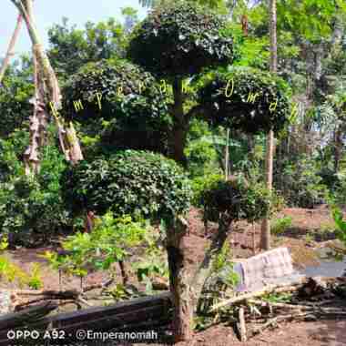 bibit tanaman hias bonsai serut taman cantik siap dongkrak bisa nego