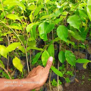 bibit tanaman pohon gaharu super tinggi