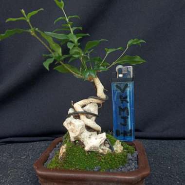 Bonsai Shito sakura mikro on the rock