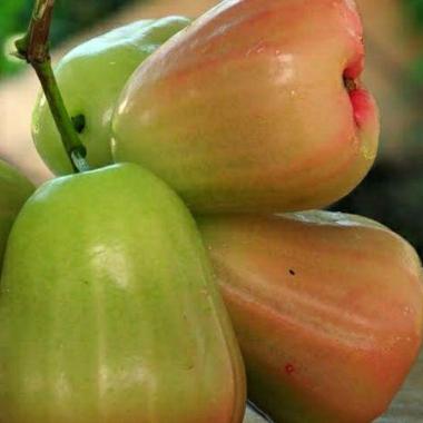 Azzahra berkah bibitku Bibit Tanaman Jambu Madu Pink Indonesia