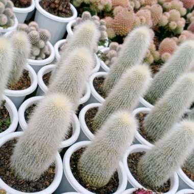 Tanaman hias kaktus oldman ownroot