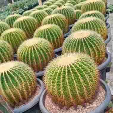 Tanaman hias kaktus golden barrel