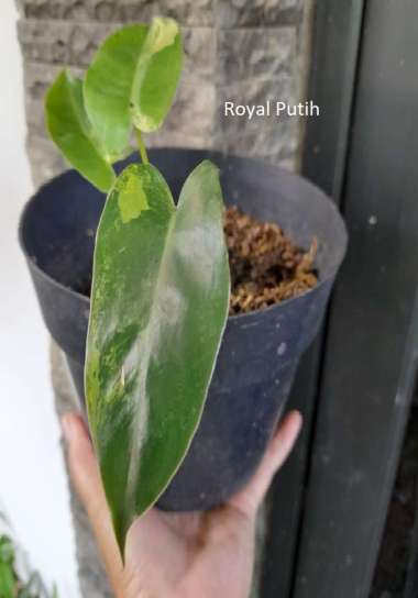 TANAMAN HIAS PHILODENDRON BURLEMAX VARIGATA BREKELE - DENGAN POT
