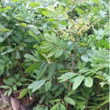 Bibit Kelengkeng matalada aneka bibit okulasi