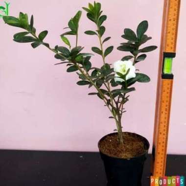 Tanaman Hias Azalea Bunga Putih
