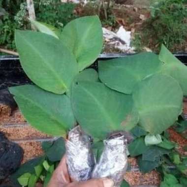 Tanaman Hias Rambat Dolar Besar