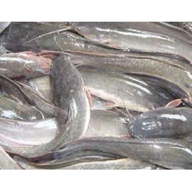 Ikan Lele Hidup 1 kg