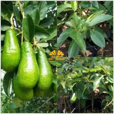 Bibit tanaman buah alpukat pluwang - alpukat greenstar
