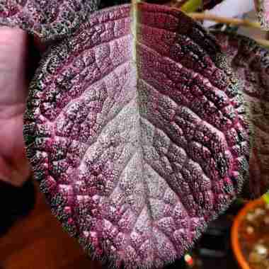 Bunga Episcia Strawberry Mist