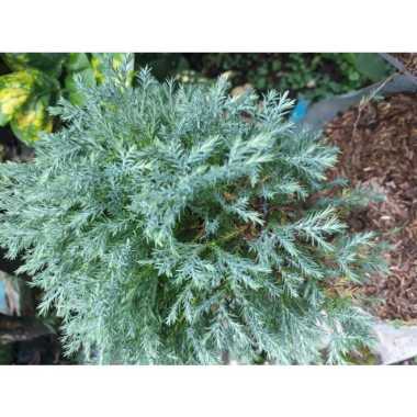 Tanaman Lindung Cemara Bola - Bibit Pohon Cemara