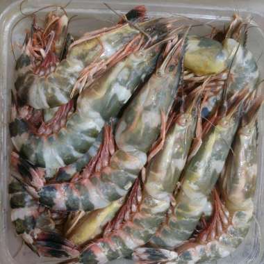 Udang Windu Tiger 1kg