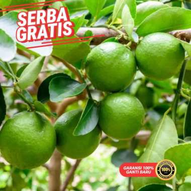 Grosir bibit jeruk nipis unggul okulasi cepat berbuah