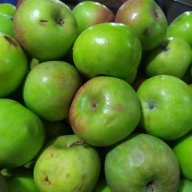 APEL MALANG SEGAR 1.0kg