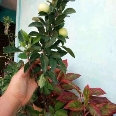 bibit apel anna kondisi berbunga / berbuah