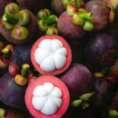 bibit tanaman buah manggis berkualitas