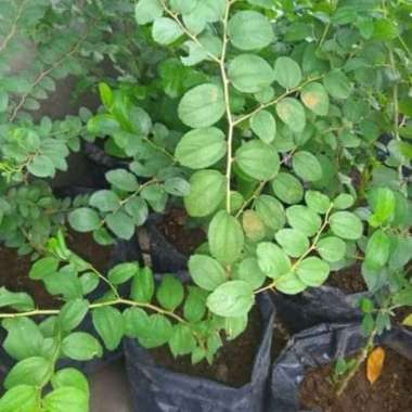 bibit pohon bidara arab asli termurah