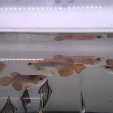 ikan golden red arwana Multivariasi Multicolor