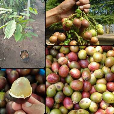 Banana Berkah Bibit Tanaman Buah Matoa Indonesia
