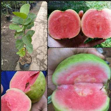 Azzahra berkah bibitku Tanaman Jambu Kristal Merah Indonesia