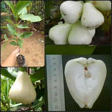 Azzahra berkah bibitku Tanaman Jambu Air Madu Susu Indonesia