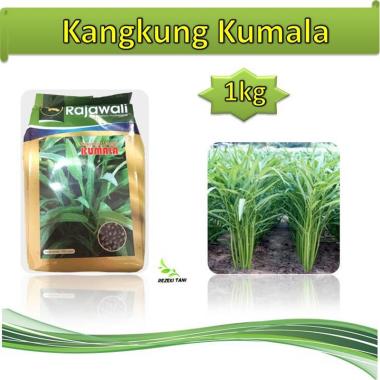 Jual Bibit Kangkung Murah Harga Promo Blibli