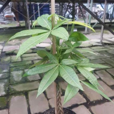 Petani Desa Pohon Pacira atau Money Tree Tanaman Hias -
