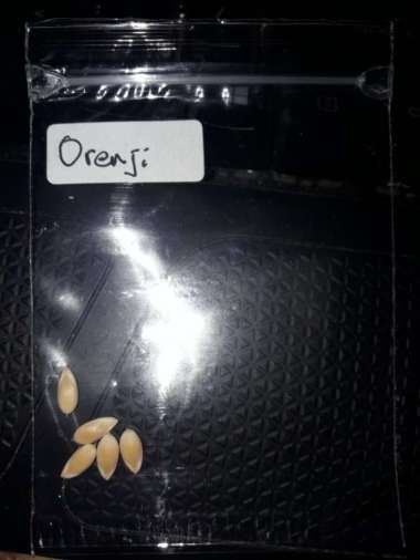 Bibit Benih Buah Melon Daisy