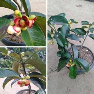 Paket 4 Bibit Manggis Super Tanpa Biji