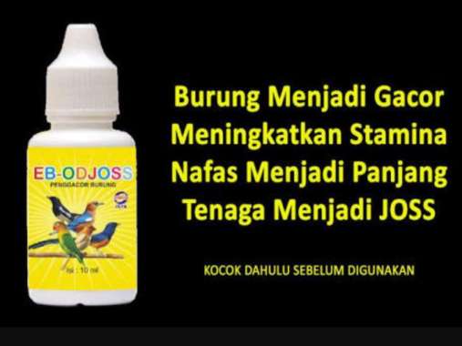 EBOD JOSS gacorkan burung, nafas panjang dan joss