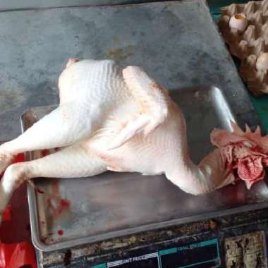 Ayam Merah ukuran 2 sd 2,2kg (medium )/ayam afkir/ayam murah/ayam petelor/ayam tua