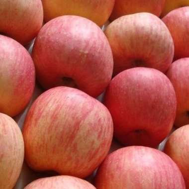 buah apel fuji 1 kg
