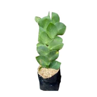 Tanaman Dolar Rambat Daun Besar