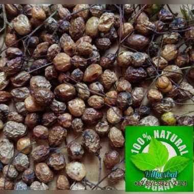 benih biji buah mimba mindi per 100 butir