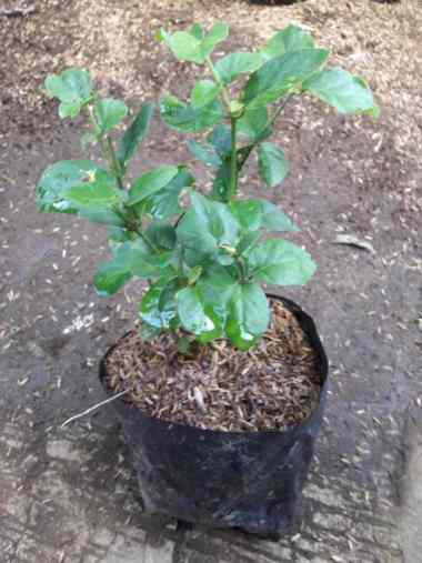Jual Bibit Aneka Bunga Terbaru Harga Promo Original Blibli Com