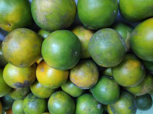 Jeruk Siam Peras Jember