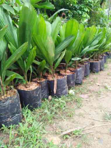 Bibit Tanaman Hias Palem Kipas - Palem Kol - Cocok Indoor & Outdoor