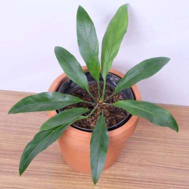 Tanaman Hias ANthurium Gelombang Cinta - Bunga Anthurium