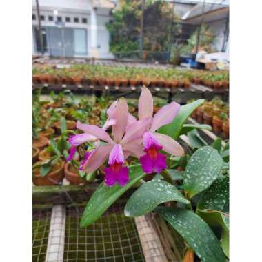 Tanaman Hias anggrek cattleya berbungga - Plantstara