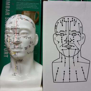 Patung Akupuntur Model KEPALA / Boneka Titik Titik Akupuntur