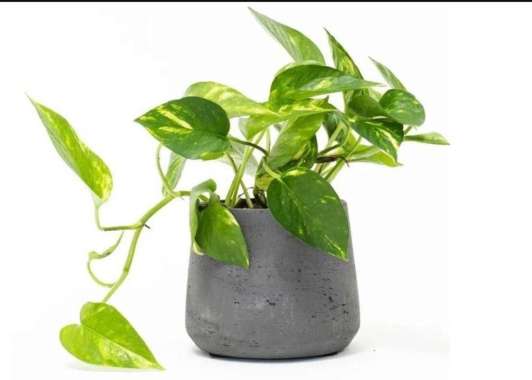 Tanaman Hias Sirih Gading Tanaman Penyerap Racun Udara Seluruh Indonesia