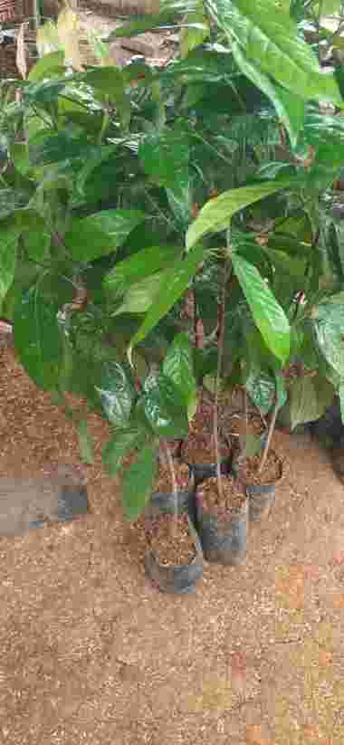 Bibit Tanaman Buah Kepel Tunas Bibit