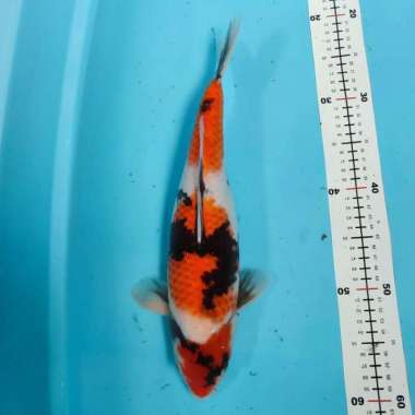 ikan koi showa 40cm F1 ISA high quality sumi tebal pekat