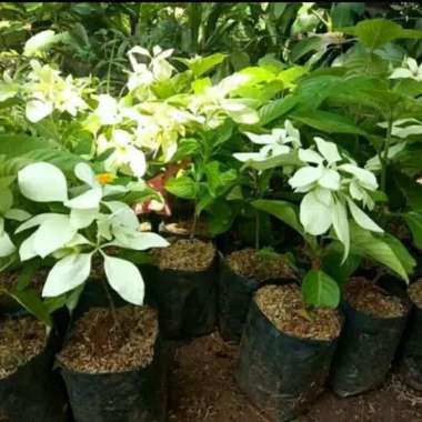 Tanaman hias nusa indah bunga putih