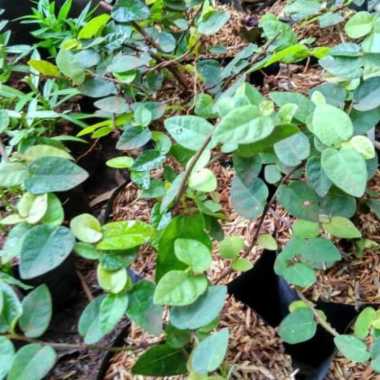 pohon rambat dolar saun kecil